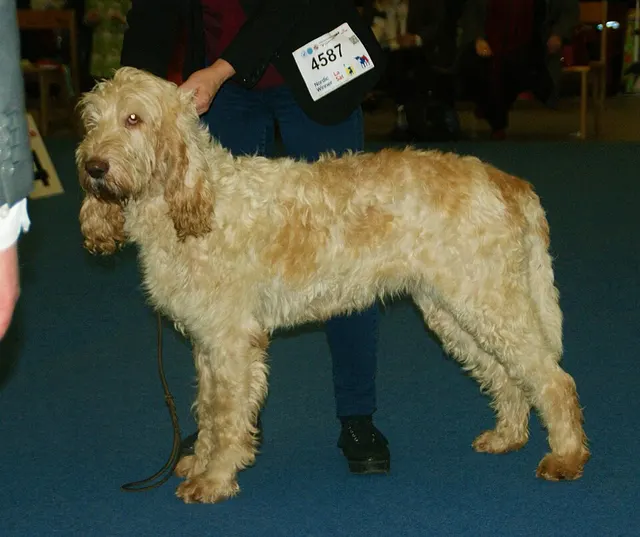 Griffon