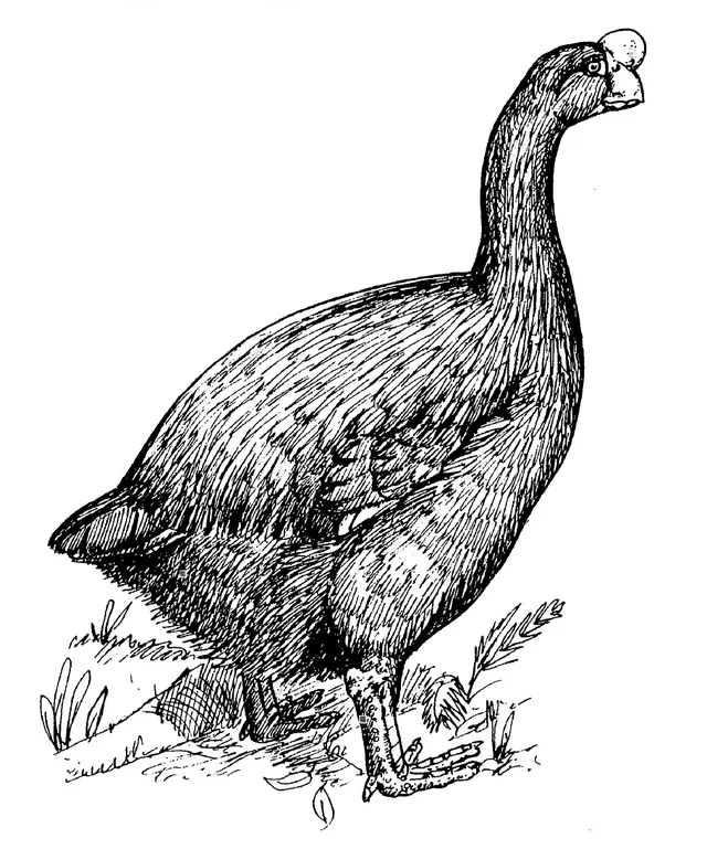 Turtle-jawed moa-nalo