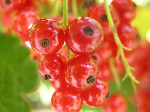Berry
