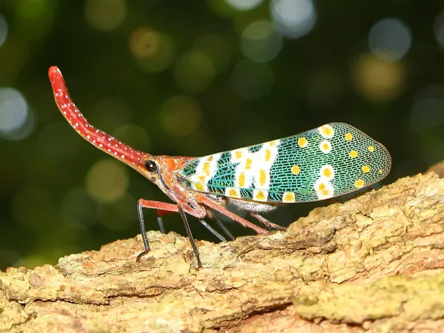 Fulgoridae