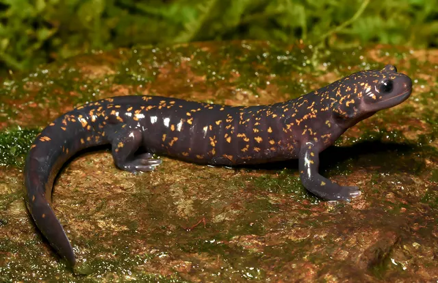 Asiatic salamander