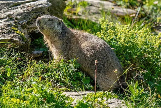 Marmot