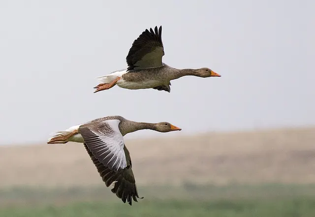 Animal volant