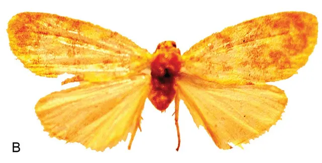 Afrasura ichorina