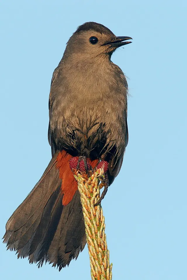 Catbird seat
