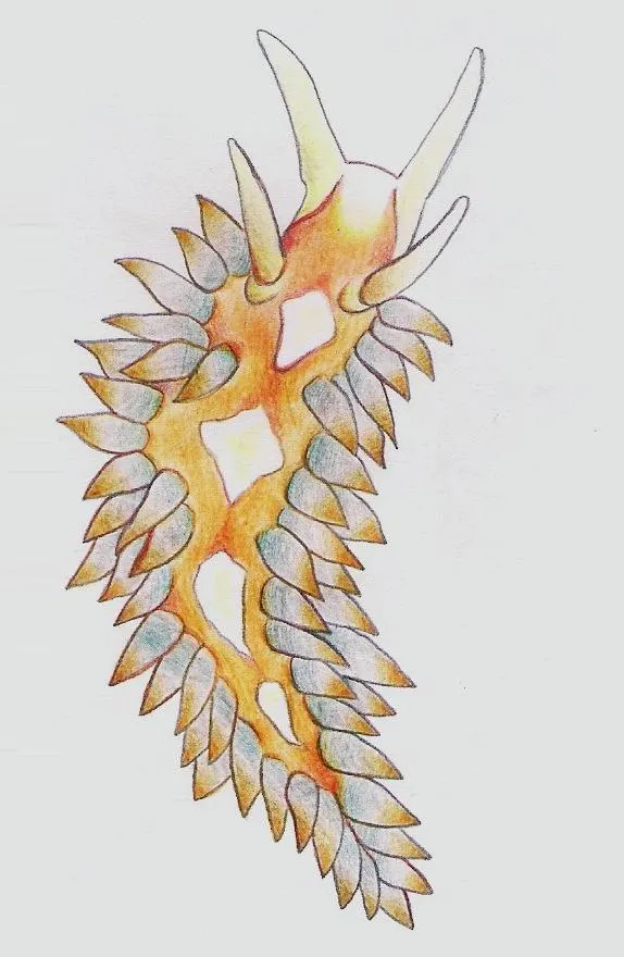 Anteaeolidiella indica