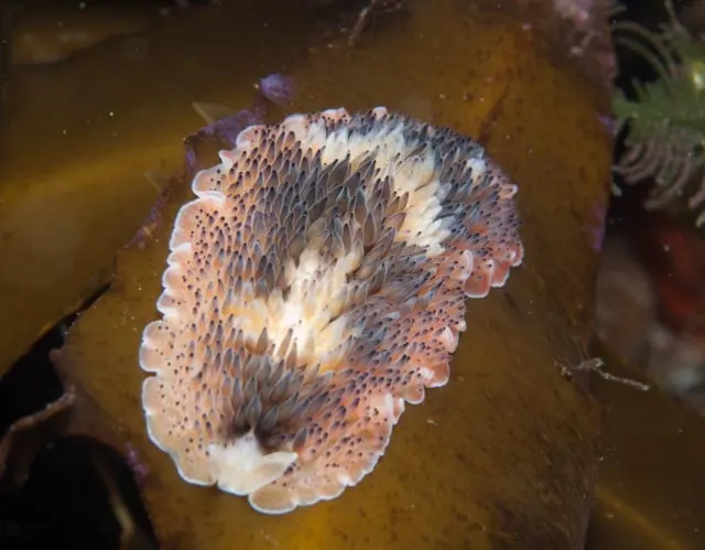 Carpet flatworm