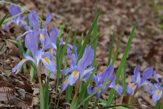 Iris verna