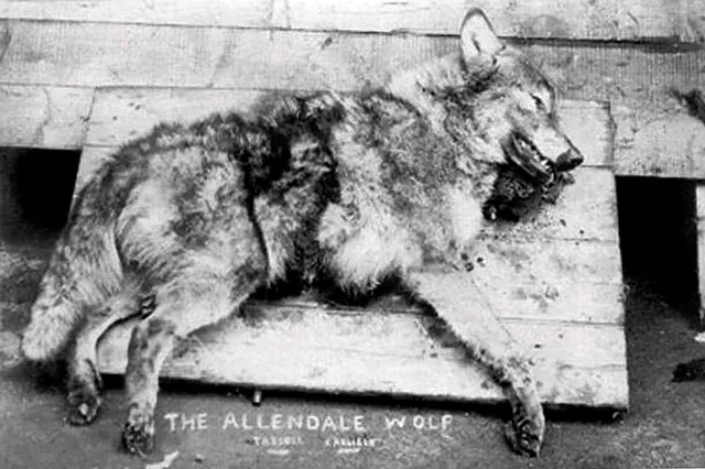 Hexham wolf