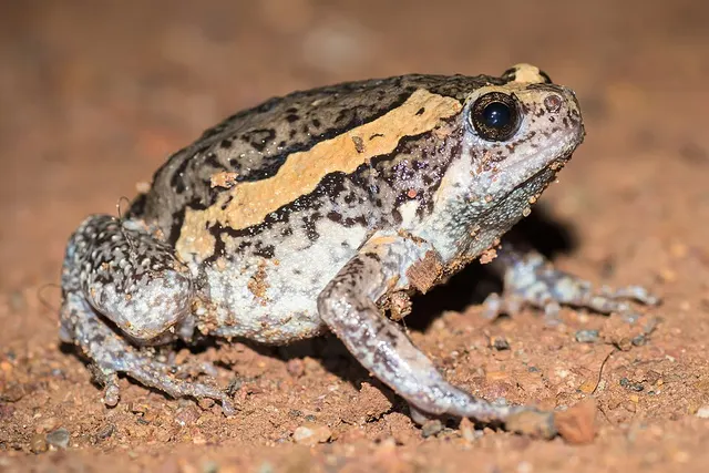 Banded bullfrog