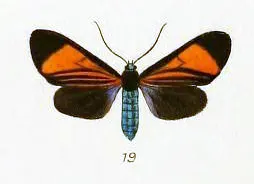 Callopepla inachia