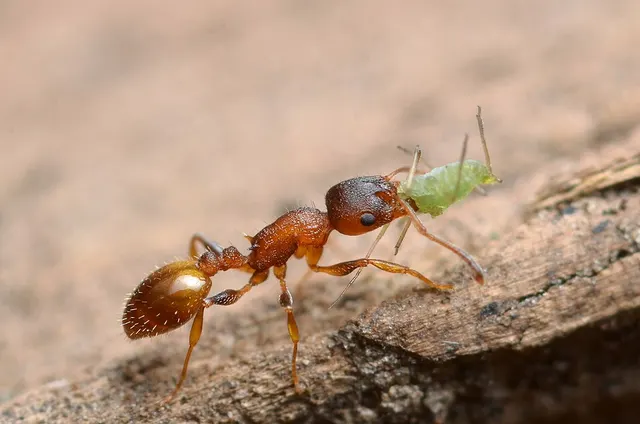 Temnothorax