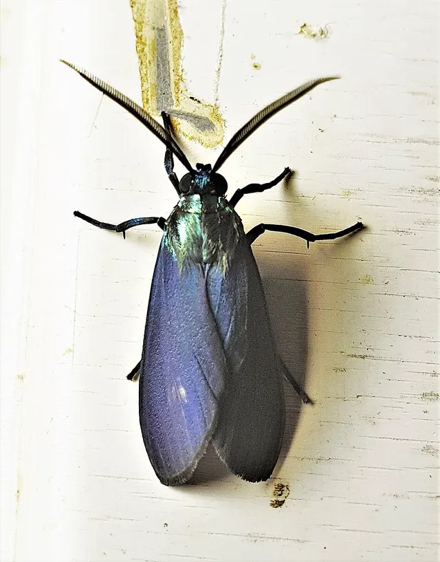 Episcepsis luctuosa