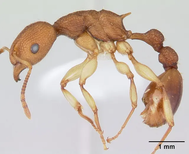 Paratopula