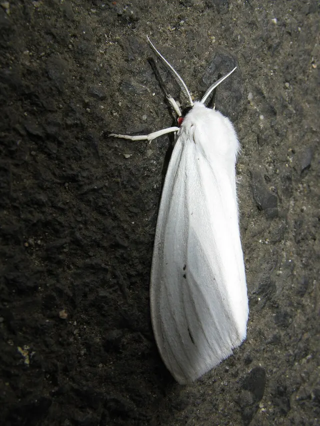 Chionarctia nivea