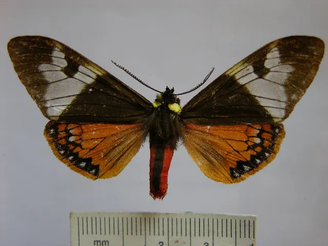 Dysschema zeladon