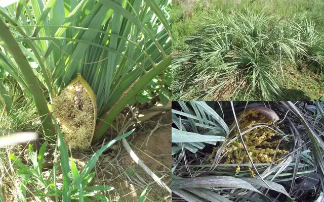 Butia lallemantii