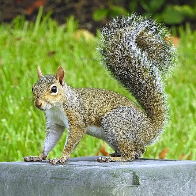 Écureuil gris