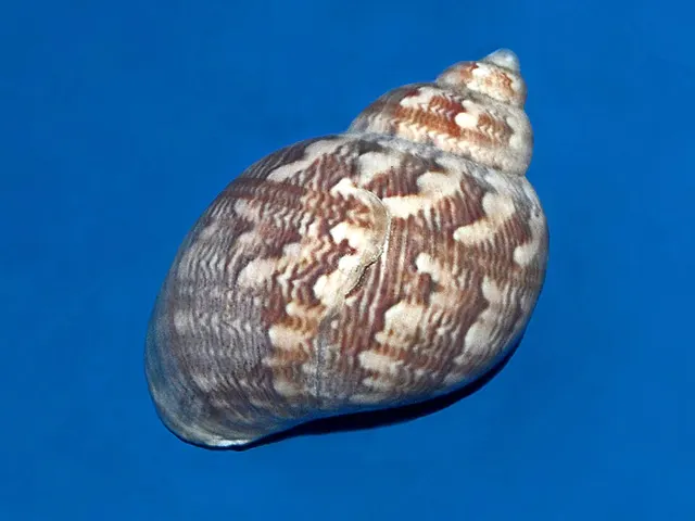 Phasianella ventricosa