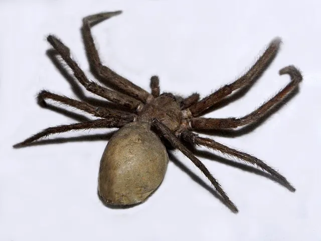 Gnathopalystes