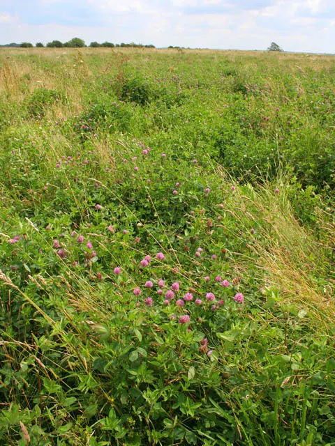 Green manure