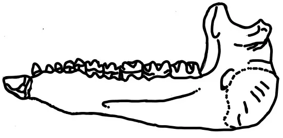 Urtinotherium