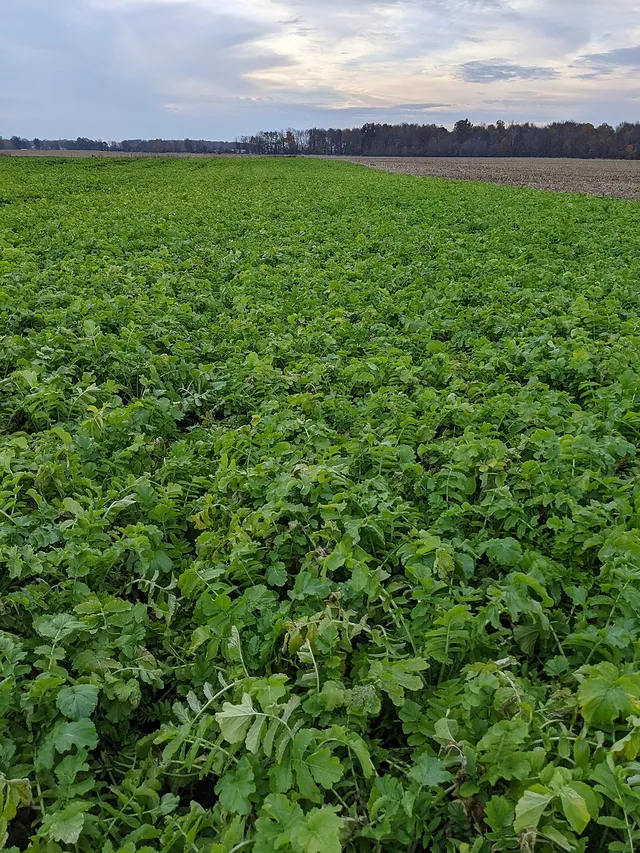 Cover crop