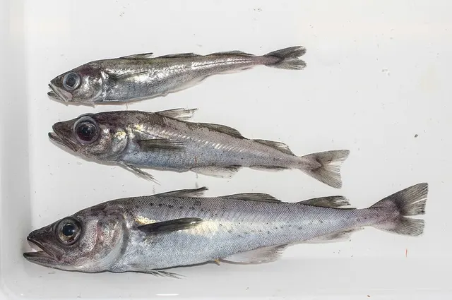 Arctogadus