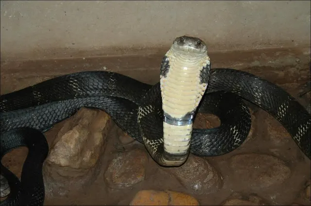 Elapidae