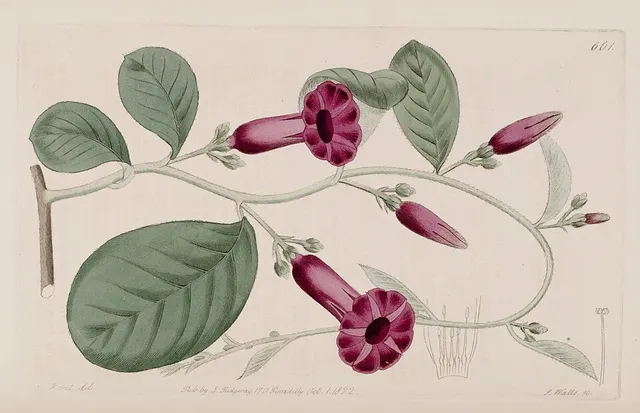 Argyreia cuneata