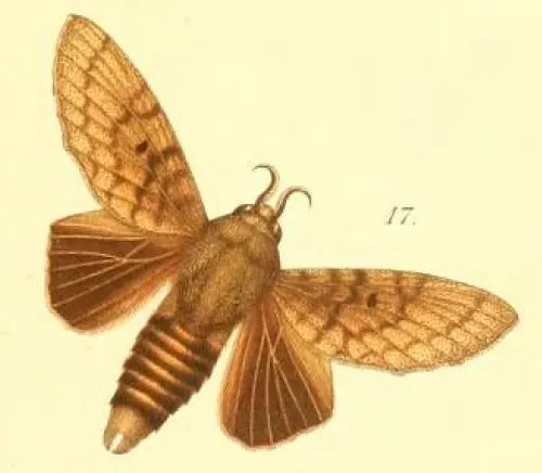 Gastroplakaeis forficulatus