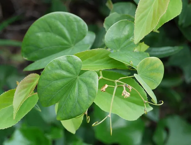 Phanera japonica