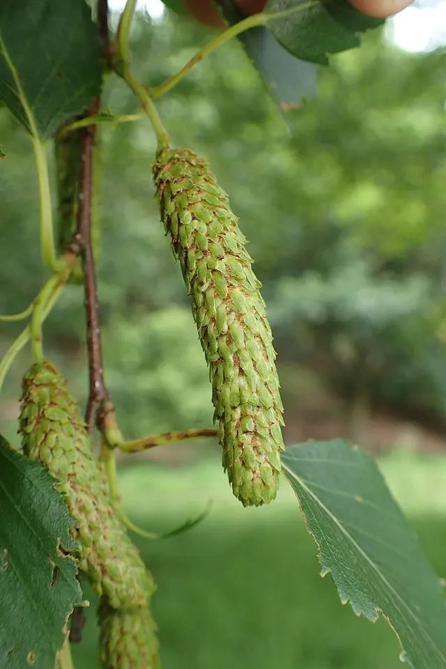 Betula kenaica