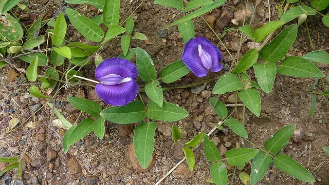 Centrosema brasilianum
