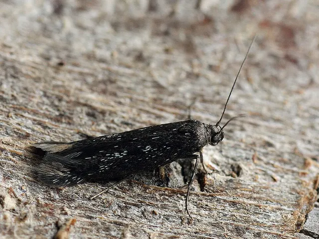 Scythris inspersella