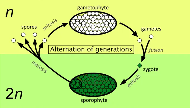 Sporophyte