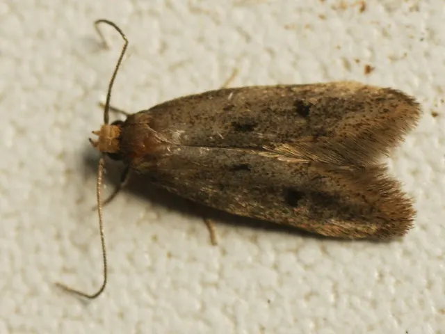 Borkhausenia luridicomella