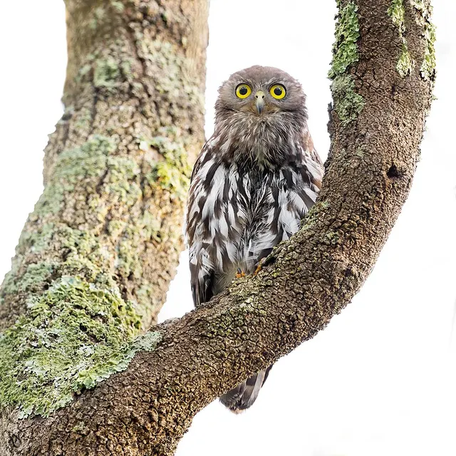 Barking owl
