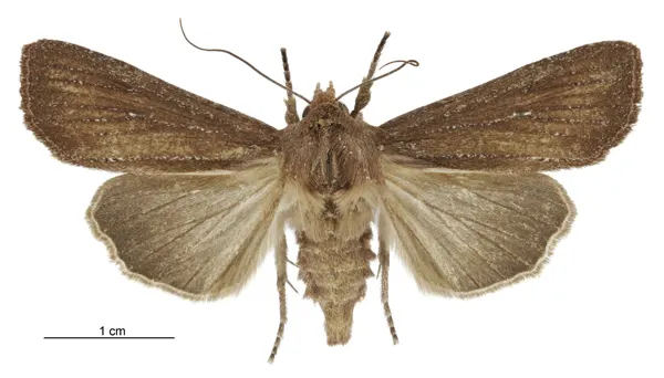 Ichneutica micrastra
