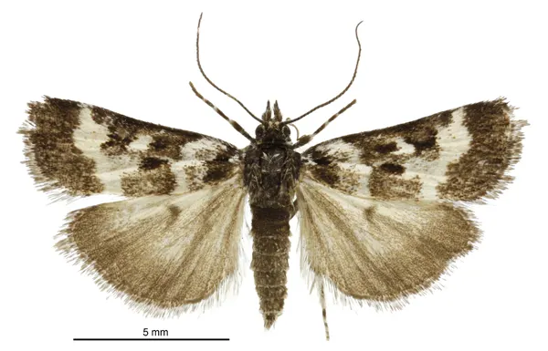 Scoparia tuicana