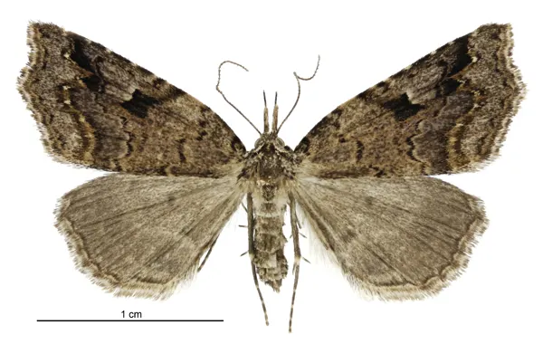 Trigonistis anticlina