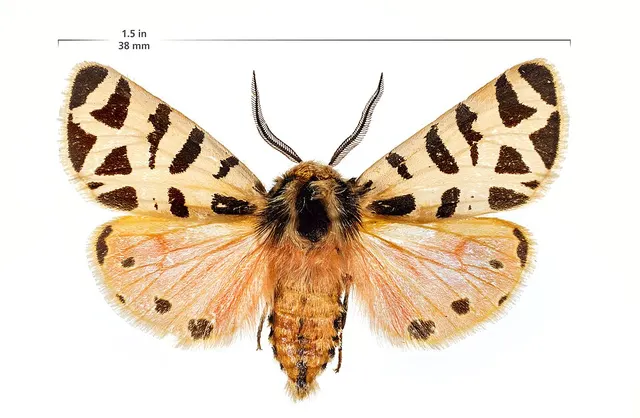 Apantesis nevadensis