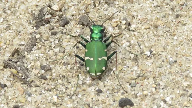 Cicindèle verte des pinèdes