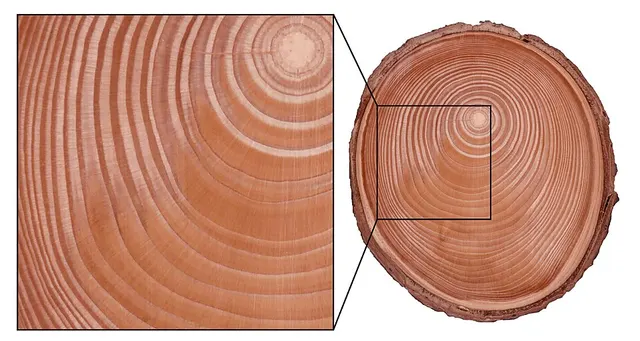 Reaction wood