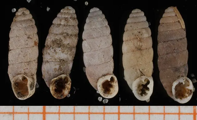 Abida pyrenaearia