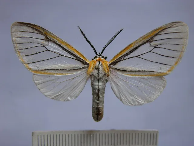 Hyalurga fenestrata