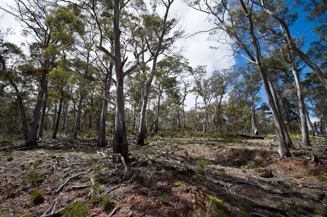 Eucalyptus pulchella