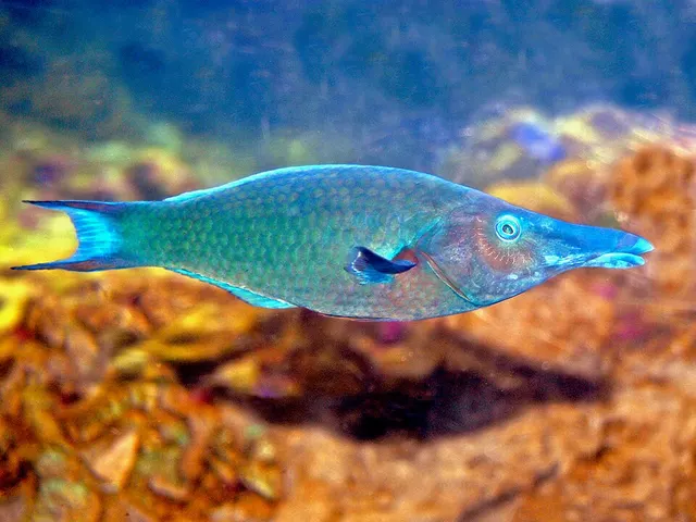 Gomphosus caeruleus