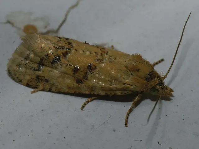 Aethes williana