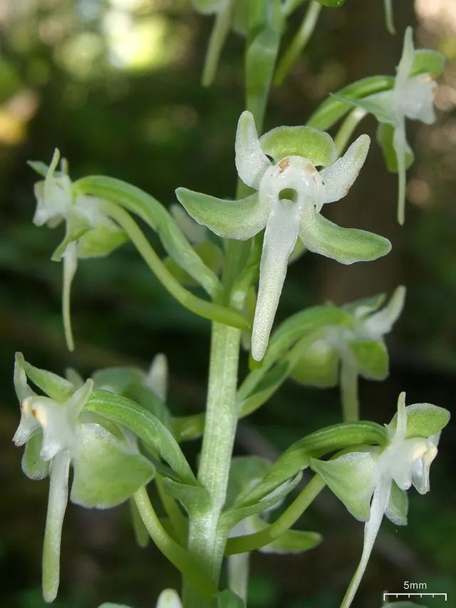 Platanthera orbiculata